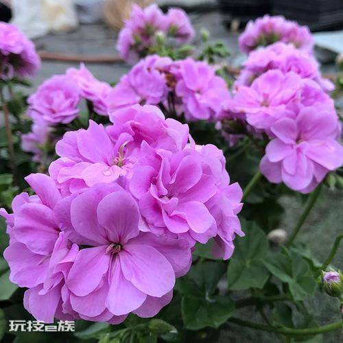 天竺葵哪个品种最勤花(天竺葵什么品种好养又勤花)-图片2